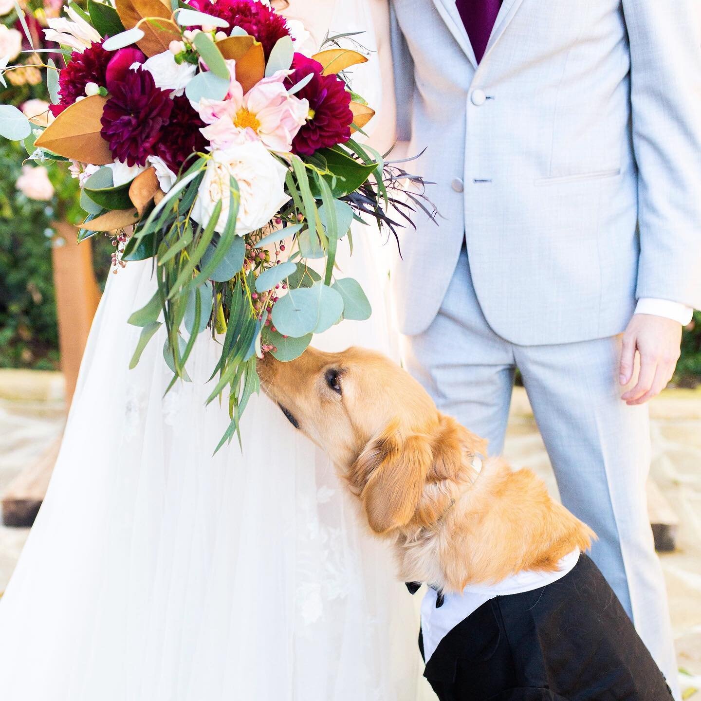 Happy National Dog  Day  @gusandquill were obsessed with their moms bouquet that @theflowergirltx made! I definitely recommend having your dog at your wedding for even just portraits! You can get a day of sitter to take them home after the ceremony